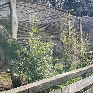 Kea-aviary - former Serval enclosure