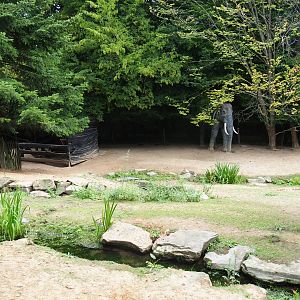 Miniature donkey and pony paddock - With ratty shack and fake elephant (Aug 28th, 2018)