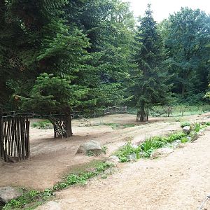 Miniature donkey and pony paddock (Aug 28th, 2018)