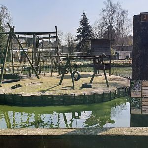 Ring-tailed lemur island
