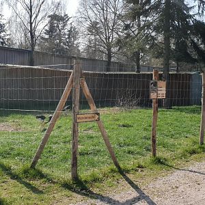 Black stork-enclosure