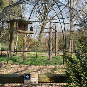 Aviary Verreaux eagle