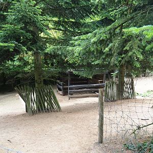 Miniature donkey - Pony paddock (Aug 28th, 2018)