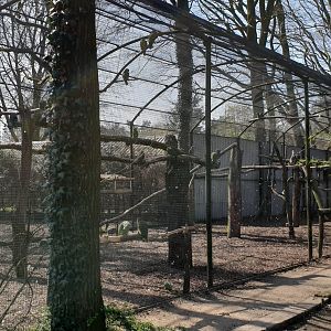 Amazon parrot-aviary