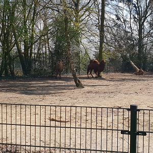 Camel enclosure