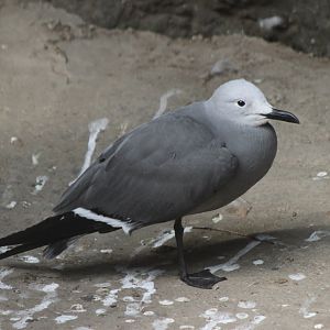 Grey gull
