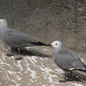 Grey gulls
