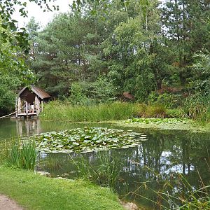 View of fish pond (Aug 28th, 2018)