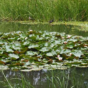 Water lily patch (Nymphaea species), Aug 28th, 2018