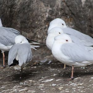 Slender-billed gulls