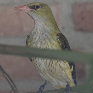 Golden oriole