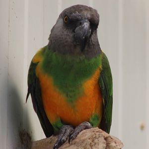 Senegal parrot