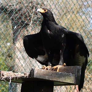 Verreaux eagle