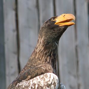 Steller's sea-eagle