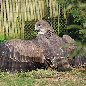Short-toed snake-eagle