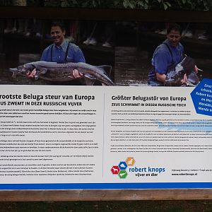 Sign largest Beluga sturgeon (Aug 28th, 2018)