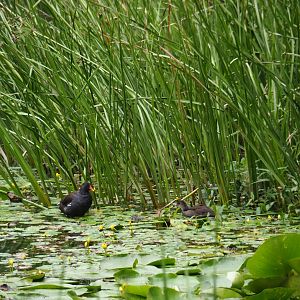 Wild Eurasian common moorhens (Gallinula chloropus chloropus) amongst Nuphar lutea and Butomus umbellatus (Aug 28th, 2018)