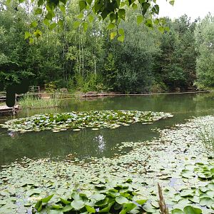 Fish pond (Aug 28th, 2018)