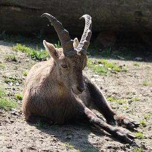 Ibex ID