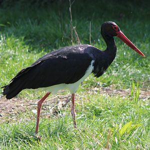 Black stork
