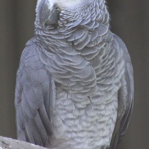 African grey parrot