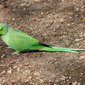 Rose-ringed parakeet