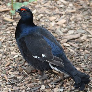 Black grouse