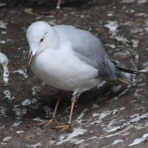 Slender-billed gull