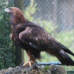 Golden eagle