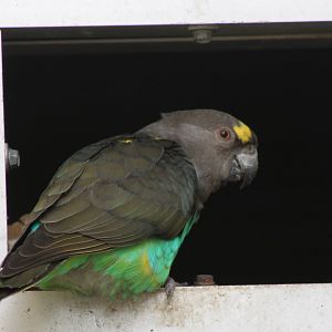 Meyer's parrot