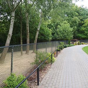 Pathway and Alpaca - Greater rhea paddock (Aug 28th, 2018)