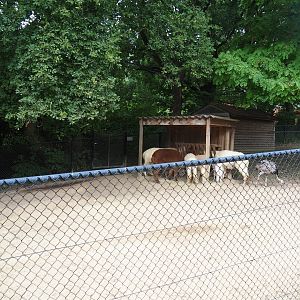 Alpaca - Greater rhea paddock (Aug 28th, 2018)
