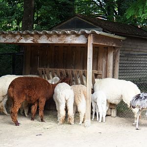 Alpacas (Vicugna pacos) and Greater rhea (Rhea americana), Aug 28th, 2018