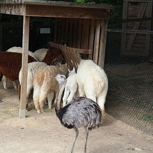 Alpacas (Vicugna pacos) and Greater rhea (Rhea americana), Aug 28th, 2018