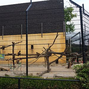 Tufted capuchin exhibit (Aug 28th, 2018)