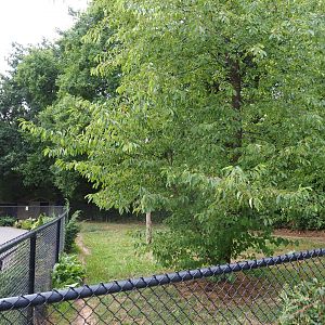 Emu paddock (Aug 28th, 2018)