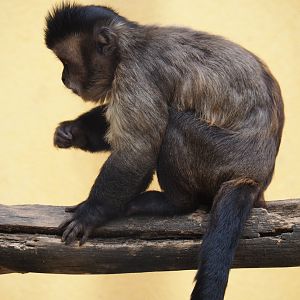 Tufted capuchin (Sapajus apella), Aug 28th, 2018