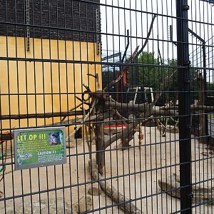 Tufted capuchin exhibit (Aug 28th, 2018)