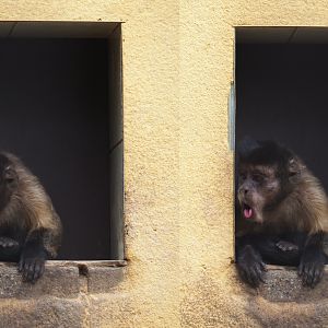Tufted capuchin (Sapajus apella) in a doorway (Aug 28th, 2018)