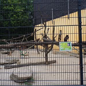 Tufted capuchin exhibit (Aug 28th, 2018)