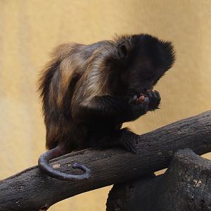 Tufted capuchin (Sapajus apella), Aug 28th, 2018