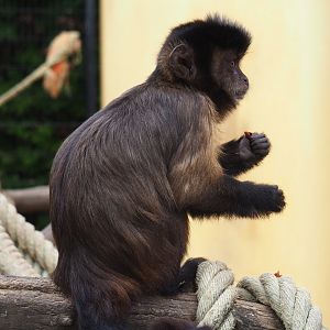 Tufted capuchin (Sapajus apella), Aug 28th, 2018