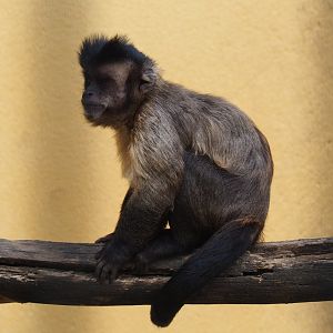 Tufted capuchin (Sapajus apella), Aug 28th, 2018