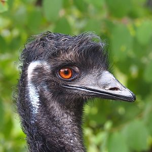 Emu (Dromaius novaehollandiae), Aug 28th, 2018