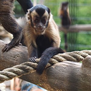 Tufted capuchin (Sapajus apella), Aug 28th, 2018
