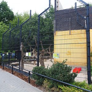 Tufted capuchin exhibit (Aug 28th, 2018)