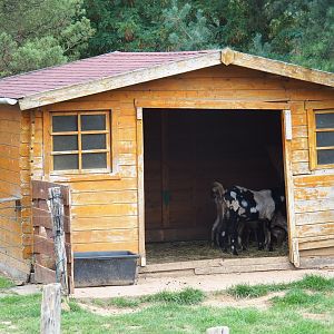 Shabby goat shack (Aug 28th, 2018)