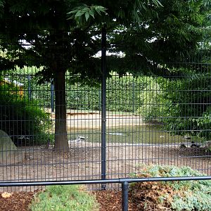 Common crane - Cape Barren goose exhibit (Aug 28th, 2018)