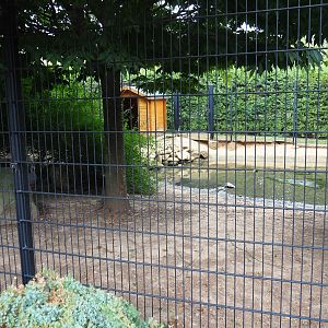 Common crane - Cape Barren goose exhibit (Aug 28th, 2018)