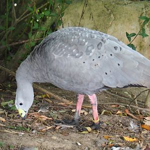 Cape Barren goose (Cereopsis novaehollandiae), Aug 28th, 2018